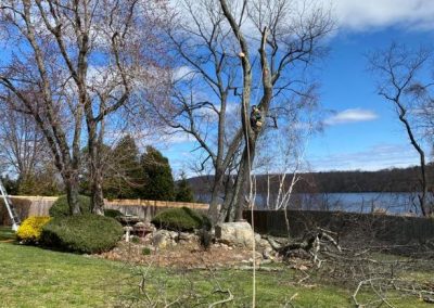 Affordable Lawn and Tree Service