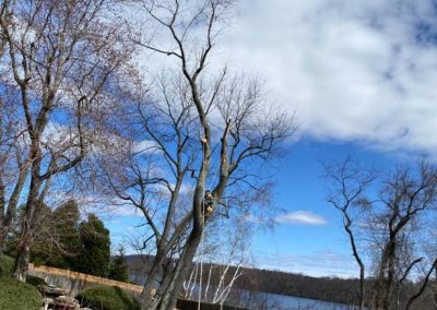 Affordable Tree Service