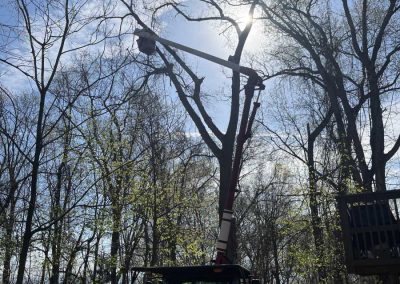 Professional Lawn and Tree Service