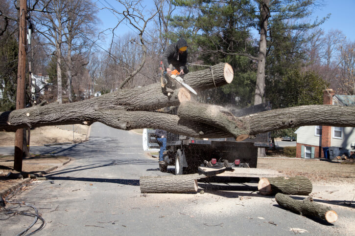 Trees Removal & Stumps Grinding